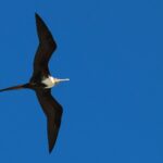 Tesourão – Fregata magnificens – foto divulgação