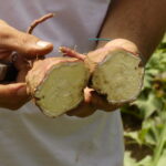 Batata-doce-inova-agroecologia-codemar-foto-Paulo-Avila (4)