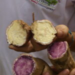 Batata-doce-inova-agroecologia-codemar-foto-Paulo-Avila (5)