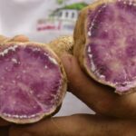 batata-doce-marica-foto-paulo-avila-2