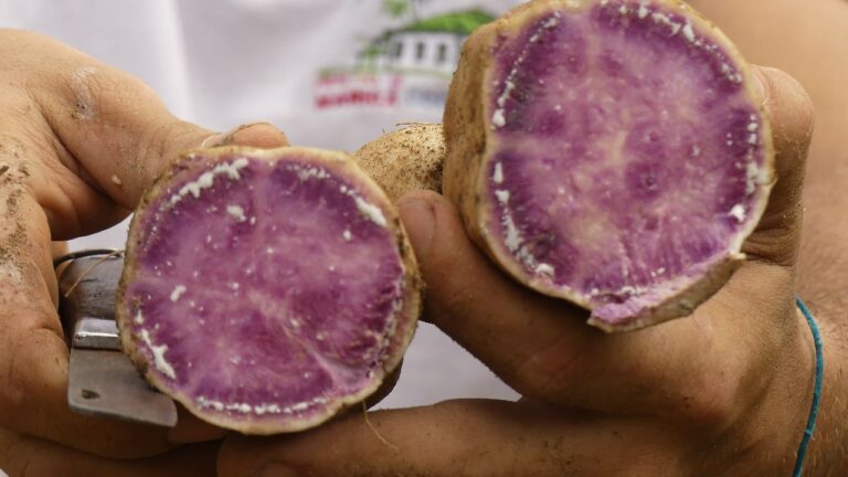 Curso de produção de batatas-doces coloridas e biofortificadas acompanhada de degustação no dia 13