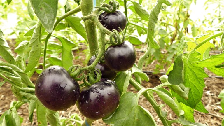 Inova Agroecologia realiza Dia de Campo de tomates gourmet coloridos neste sábado (10)