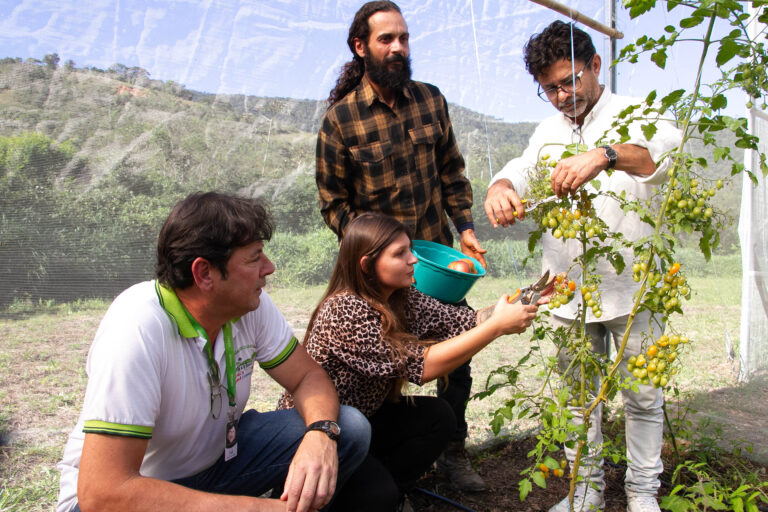 Em Maricá, tomates gourmet encontram terreno fértil e abrem caminho para mais empregos