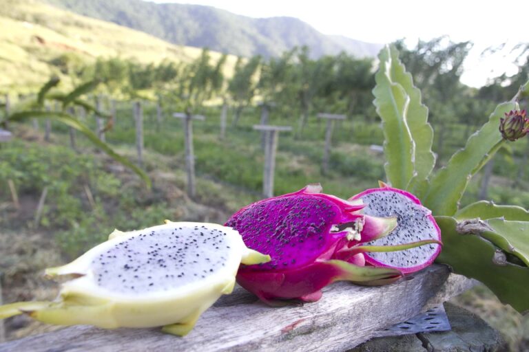 Inova abre inscrição para cursos de cultivo de pitaya e produção de caldo de cana