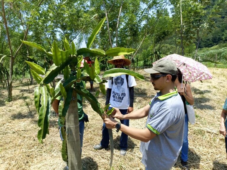 Inova Agroecologia incentiva cultivo de pitayas em Maricá