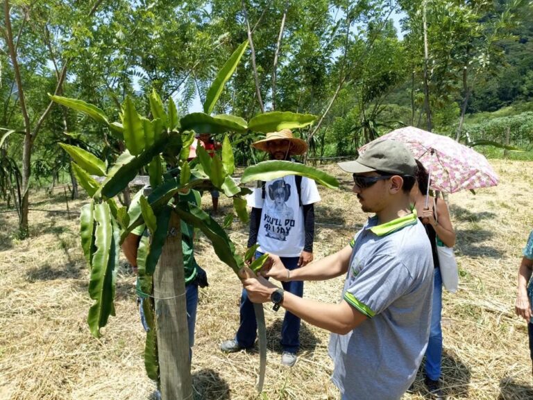 Inova Agroecologia incentiva cultivo de pitayas em Maricá