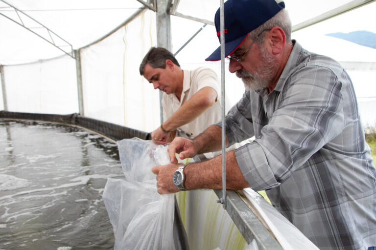 Ciamar começa nova fase de testes de produção de camarões