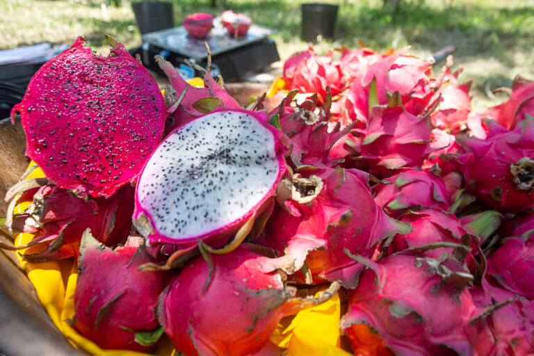 Produção de pitaya em Maricá floresce e chega à 2a safra