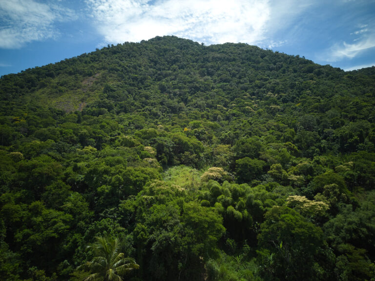 Platform Mumbuca Verde