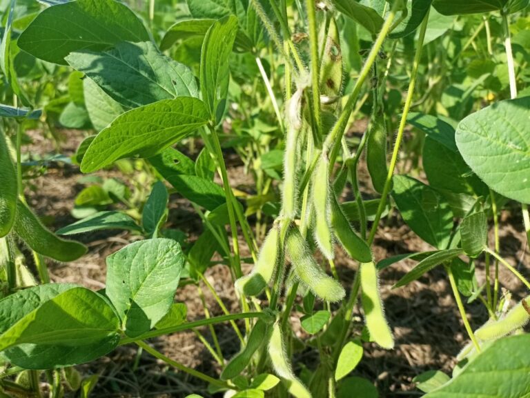 Soja asiática rica em vitaminas é produzida em Maricá