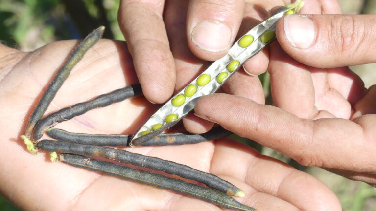 Feijões Especiais são tema de curso no Espraiado