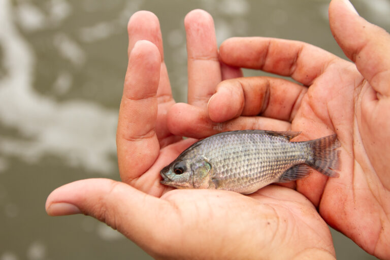 Ciamar – Tilápias