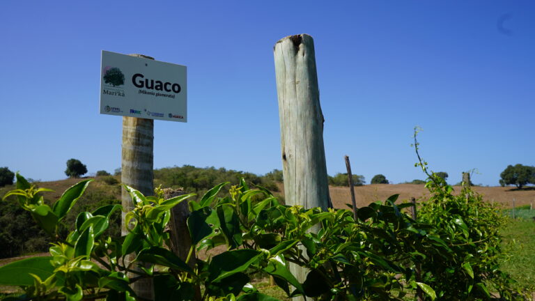 Farmácia Viva de Maricá tem 30 espécies de ervas medicinais