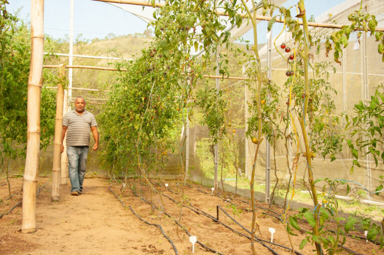 Maricá completa mais uma colheita de tomates especiais e coloridos