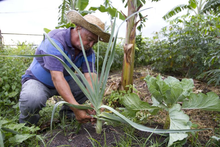 Primeira Feira Agroecológica da Horta Comunitária do Manu Manuela acontece neste domingo (10)