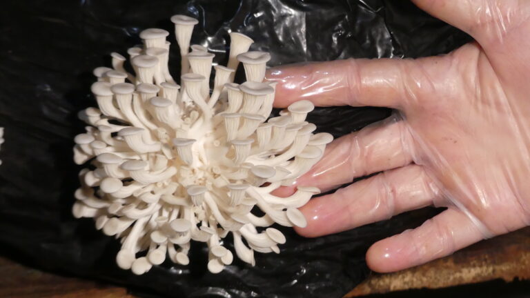 Cogumelos comestíveis fazem parte das novas produções da Farmácia Viva