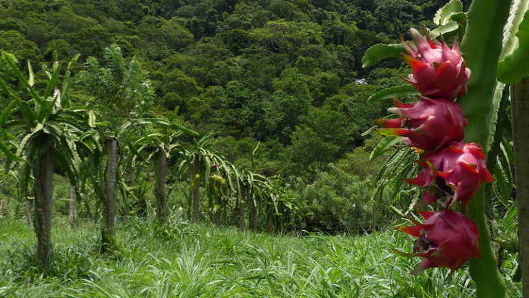 Pés de pitaya florescem e iniciam a segunda safra na Fazenda Pública da Codemar