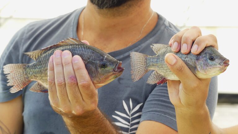 Fazenda de aquicultura de Maricá consegue fazer peixes crescerem mais rapidamente usando ração de fabricação própria