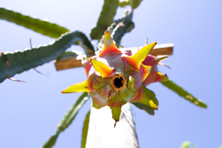 Agricultores de Maricá recebem informações técnicas e mudas para o cultivo de pitayas