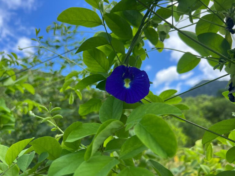 Feijão borboleta é a nova estrela na agricultura orgânica de Maricá