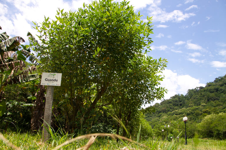 Adubo verde: aliado poderoso na agricultura orgânica