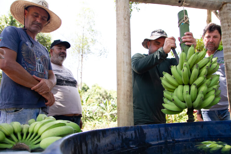 Manejo da bananeira: passo a passo para uma colheita de sucesso