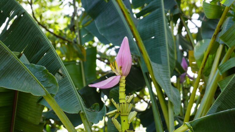 A exuberância das plantas tropicais invade os lares brasileiros