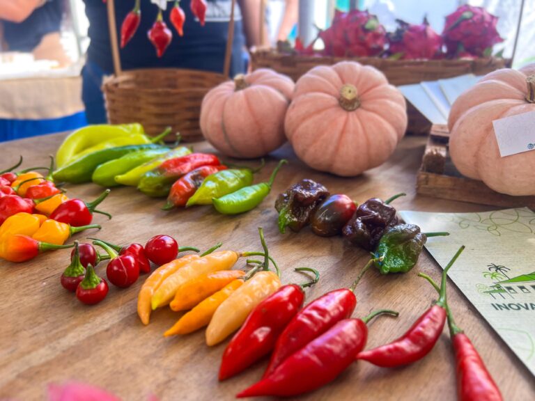 Codemar participa de evento focado em protagonismo feminino no campo da ciência, tecnologia e saberes ancestrais