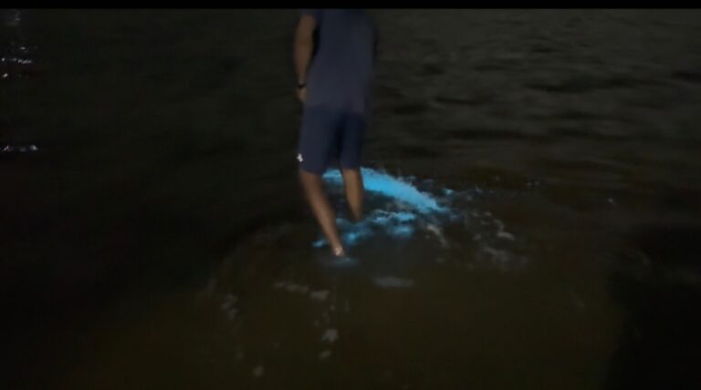 Microalgas iluminam de azul a água da Lagoa de Jacaroá, em Maricá