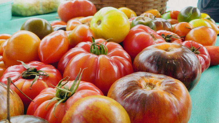 Colheita de Tomates Especiais: Inovação e Sustentabilidade na Agricultura Familiar