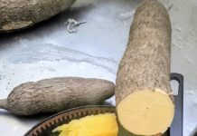 Inova Agroecologia resgata mandioca de 100 anos com alto teor de vitamina A em Maricá