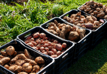 Inova Agroecologia Maricá colhe mais 200 quilos de batatas-doces biofortificadas e reforça a produção sustentável no município